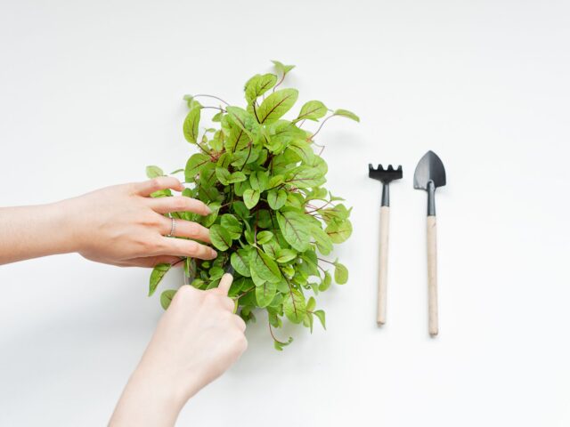 Multiplier vos plantes aromatiques gratuitement : le guide pratique