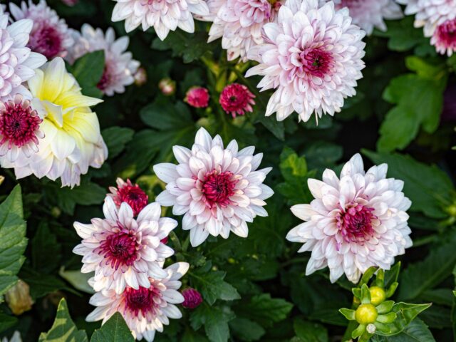 Dès l’automne, métamorphosez votre jardin avec les chrysanthèmes