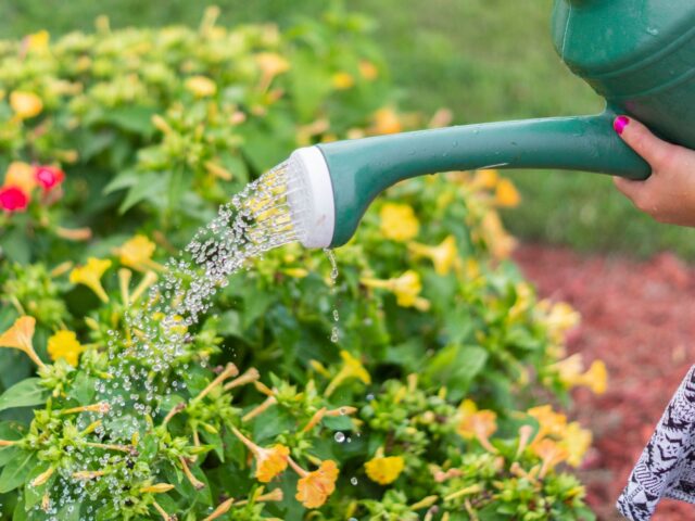 Comment arroser vos plantes efficacement ?