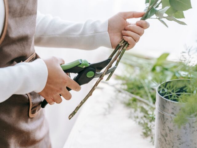 Dès septembre, réussissez vos boutures de plantes avec nos conseils