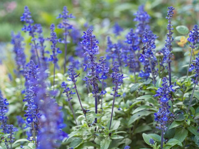 Choisir des plantes faciles pour un jardin sans tracas