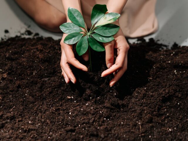Comment choisir le terreau adapté à vos plantes ?