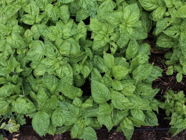 Basilic en hiver : astuces pour garder vos feuilles fraîches malgré le froid