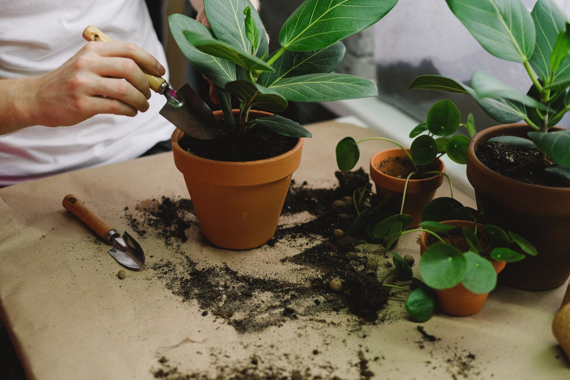 Comment bien entretenir ses plantes d'intérieur ?
