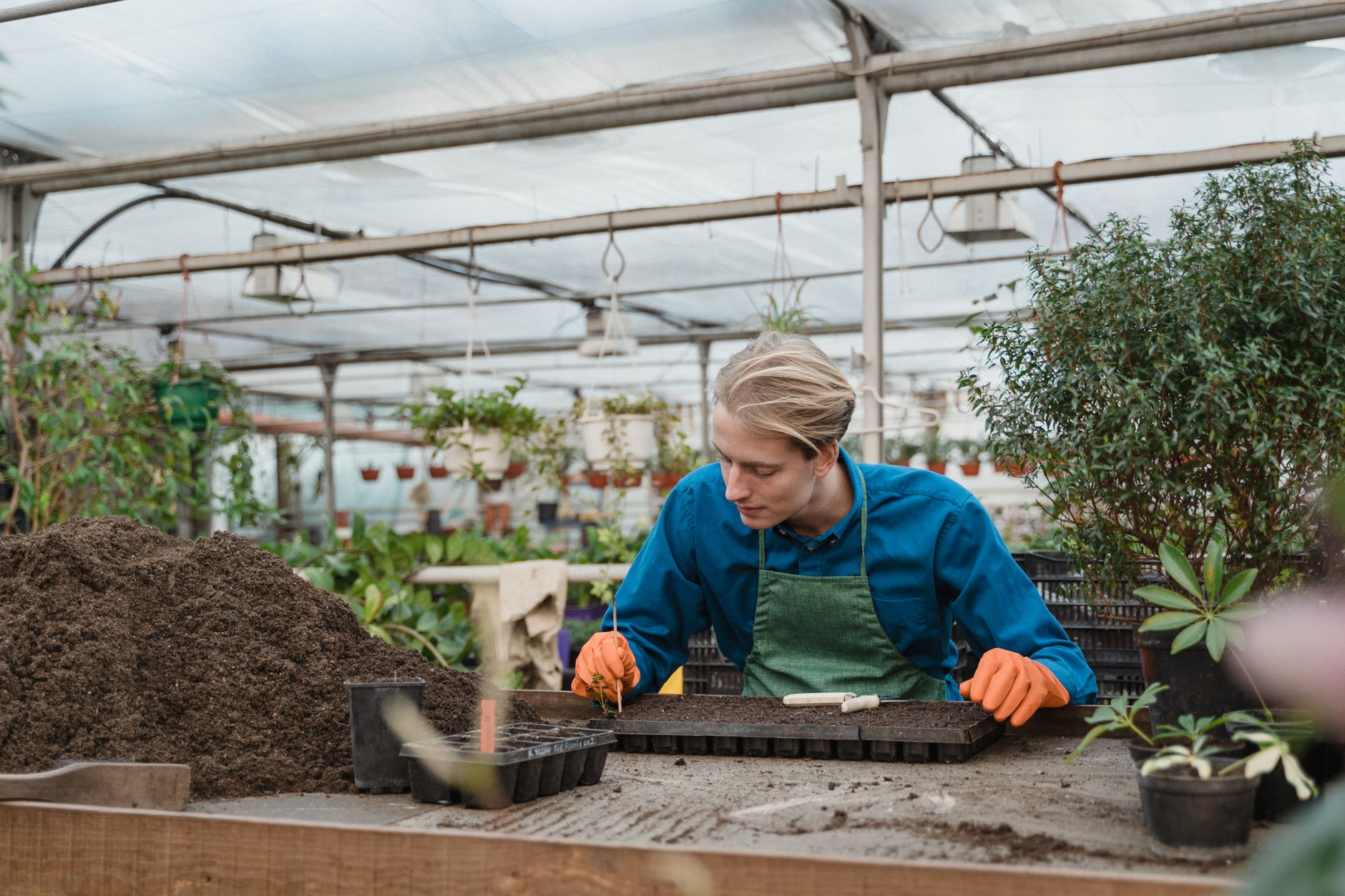 Comment bouturer les plantes vivaces au jardin