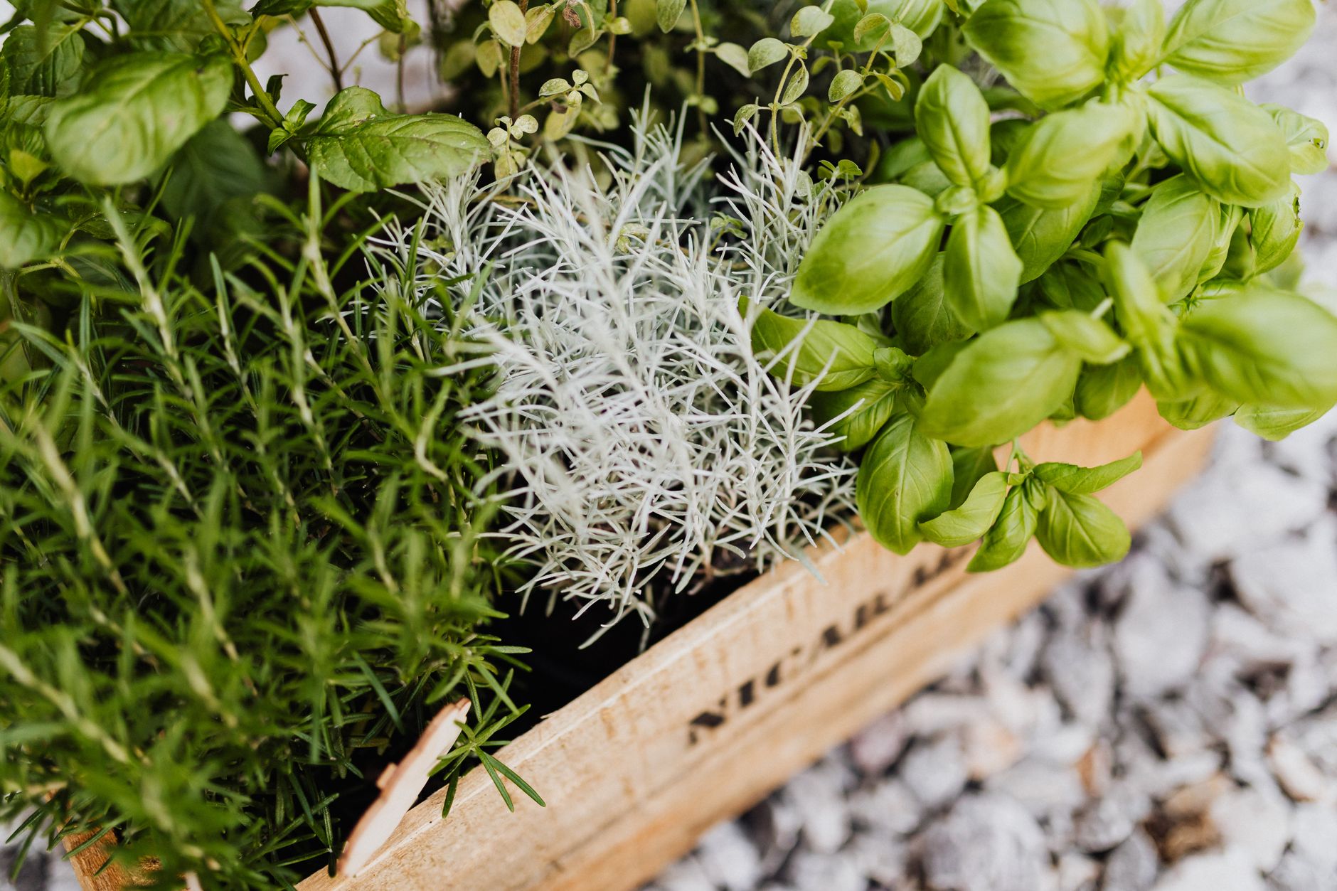 Quand semer et repiquer légumes et aromatiques selon saisons