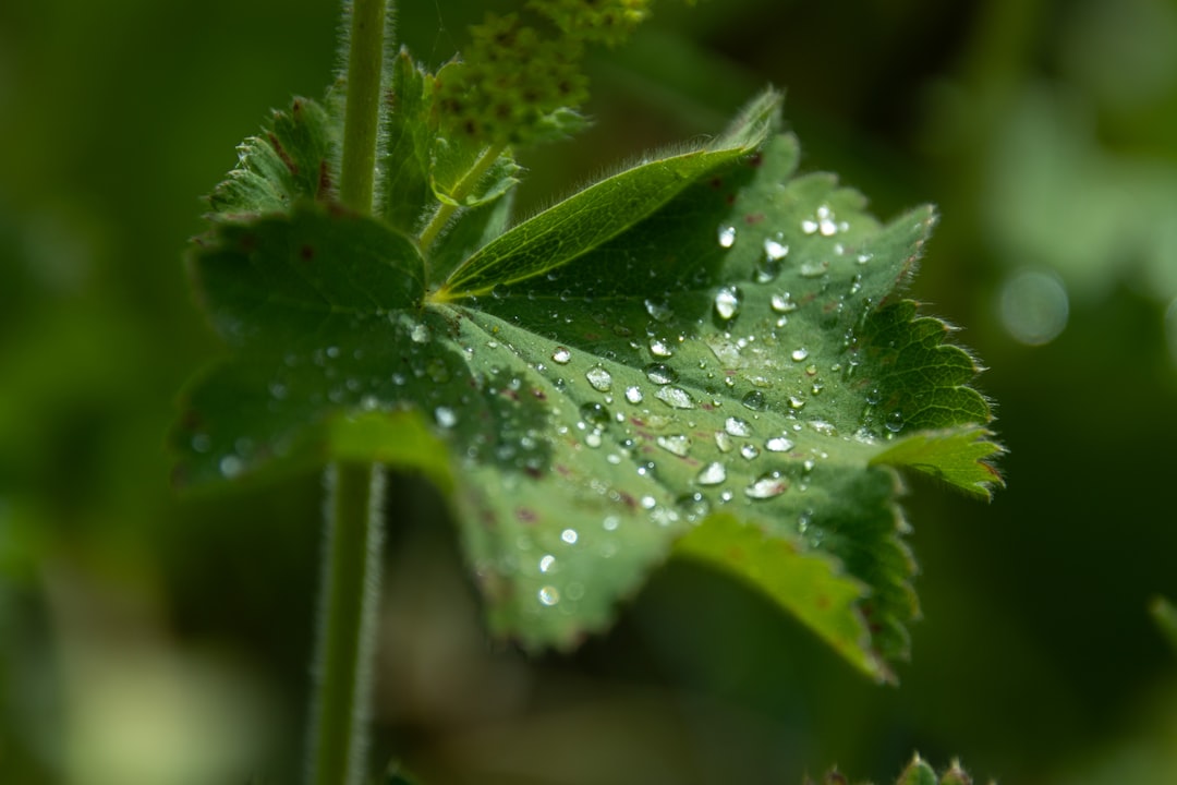 Préparer sirops et macérats de plantes comestibles