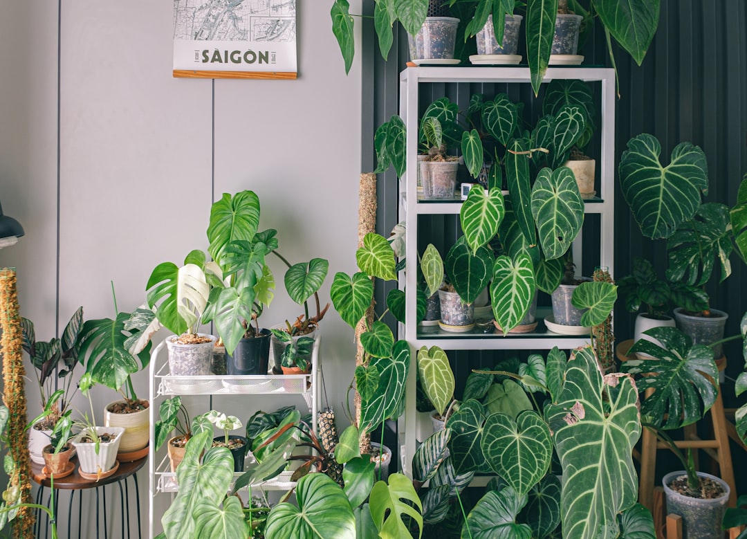 Guide pratique pour l'entretien des plantes d'intérieur