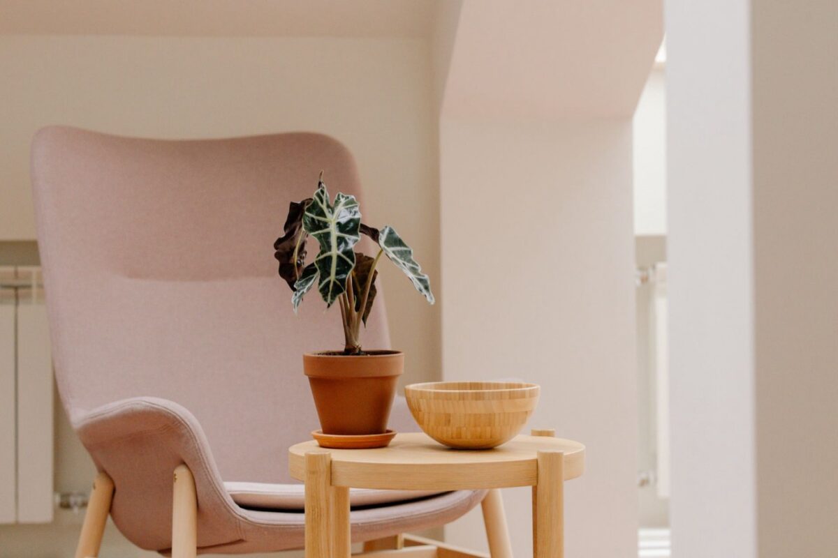 L’Alocasia, oreille d’éléphant d’intérieur