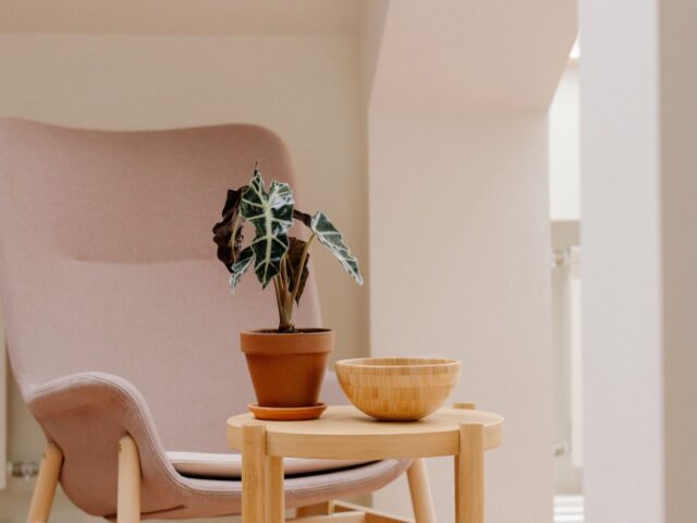 L’Alocasia, oreille d’éléphant d’intérieur