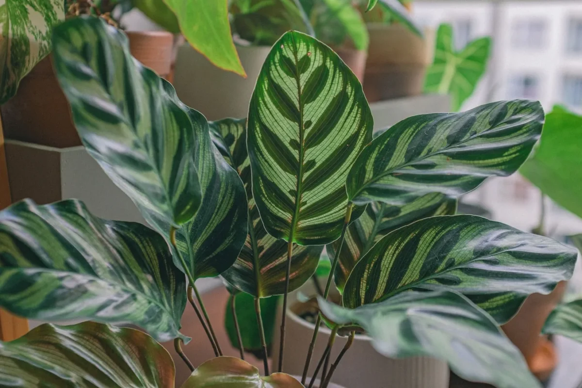 Calathea en pot aux feuilles ovales rayées de vert foncé et clair, devant une fenêtre