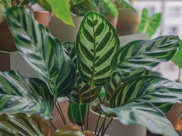 Calathea : la plante tropicale aux feuilles spectaculaires