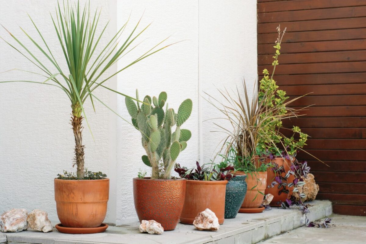 Le Dracaena, plante d’intérieur robuste et facile