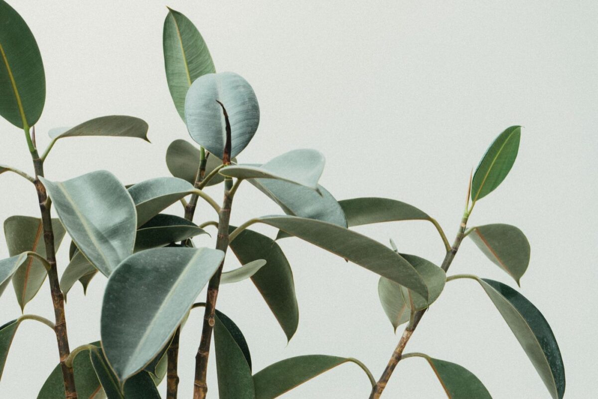 Ficus Elastica : guide complet et conseils de culture