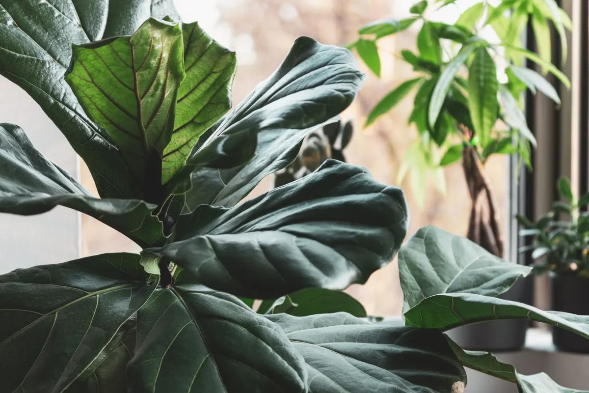 Ficus lyrata aux grandes feuilles en forme de violon, en pot près d'une fenêtre