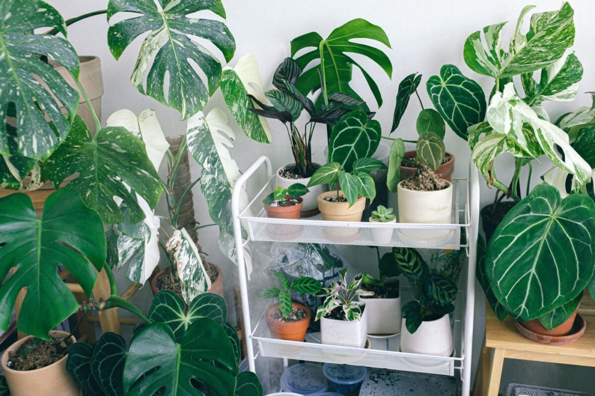Monstera deliciosa : guide d’entretien en intérieur