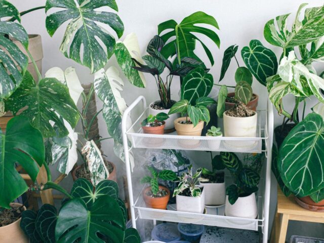 Monstera deliciosa : guide d’entretien en intérieur
