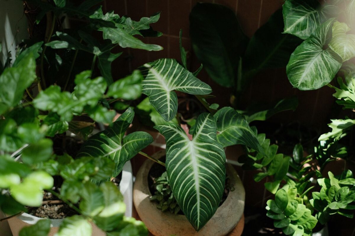 Philodendron : guide complet d’achat et d’entretien