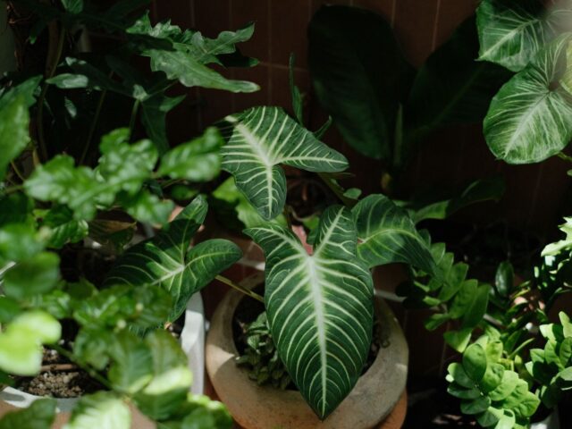 Philodendron : guide complet d’achat et d’entretien