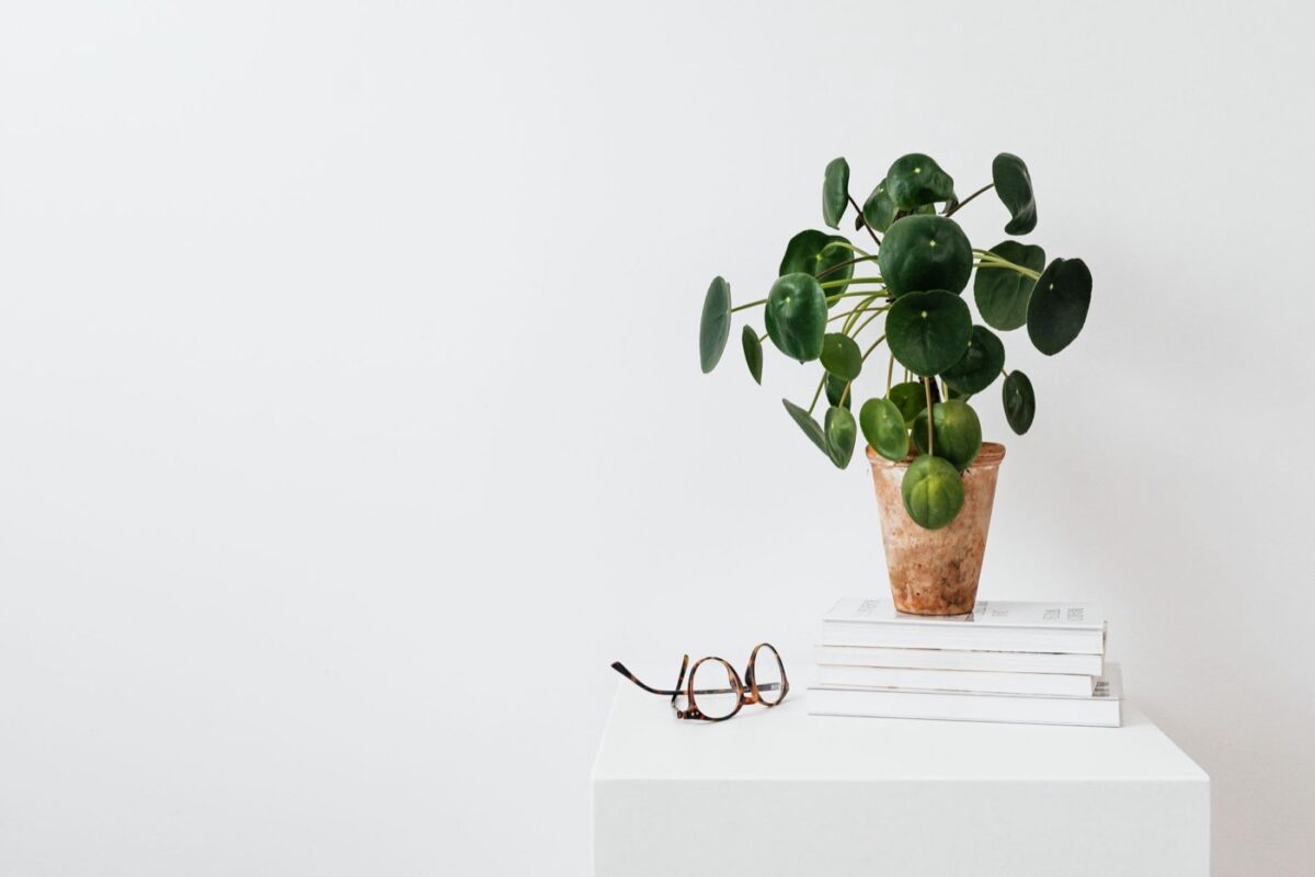 Pilea peperomioides : la plante à monnaie chinoise