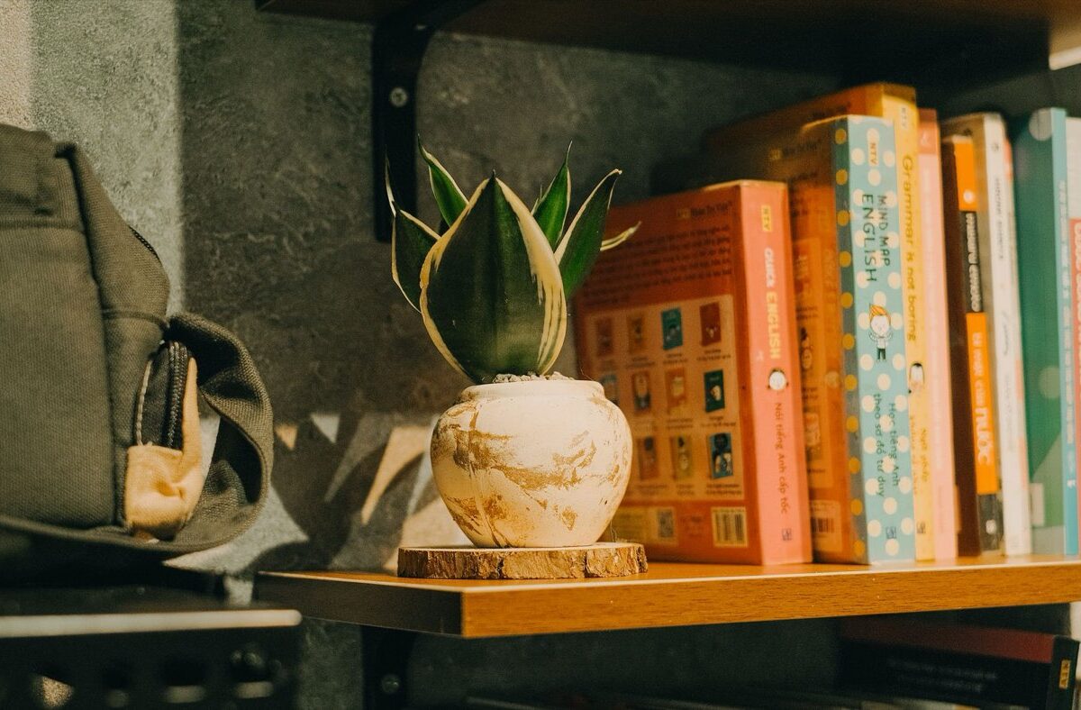 Sansevieria, la plante serpent facile à cultiver en intérieur