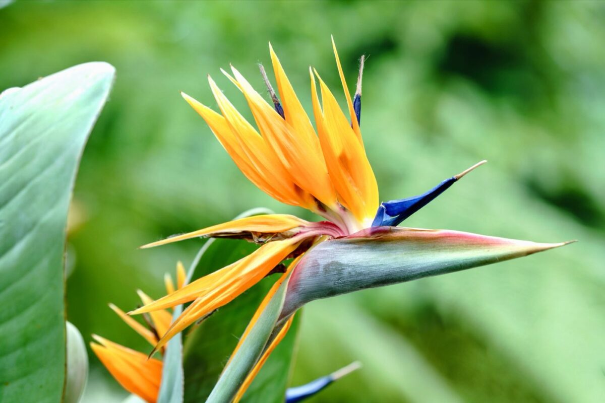 Strelitzia ou Oiseau de Paradis : culture et floraison