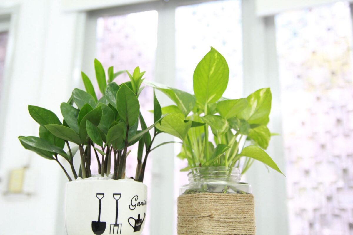 Zamioculcas zamiifolia : plante ZZ facile et très résistante
